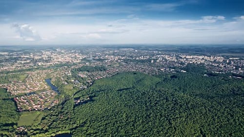 Arbres verts d'été sur fond de forêt
