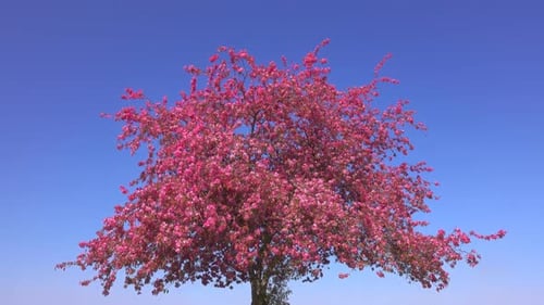 Baum