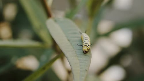 Striped Caterpillar Resting on a Green Leaf
