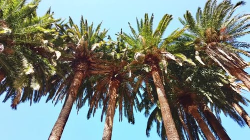 Tall Palm Trees Against a Bright Blue Sky
