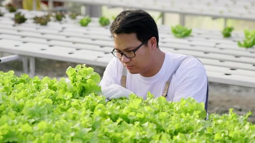 Asian farmer checking hydroponic vegetables in a hydroponic farm
