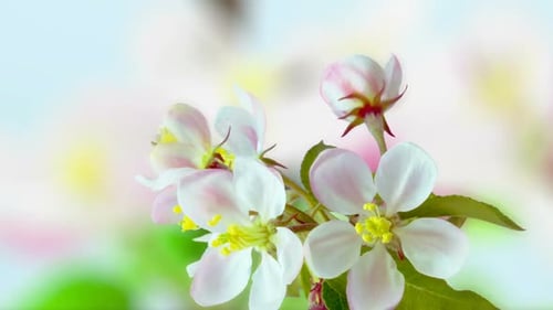 Apple Blossom Timelapse on Blue