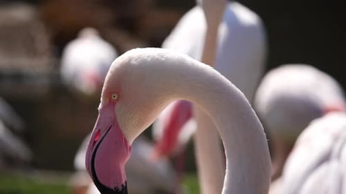 Makro-Nahaufnahme eines hübschen Flamingokopfes mit rosa Schnabel, der im Freien im Sonnenlicht