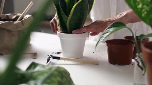 Woman Tends to Plant on Table