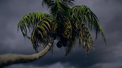 Realistic Palm Tree Swaying with Coconuts Under Dark Sky