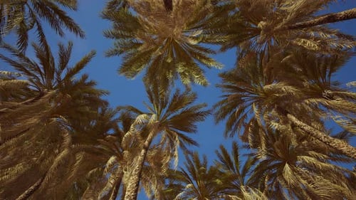 Tropical Palm Trees Swaying Against Blue Sky