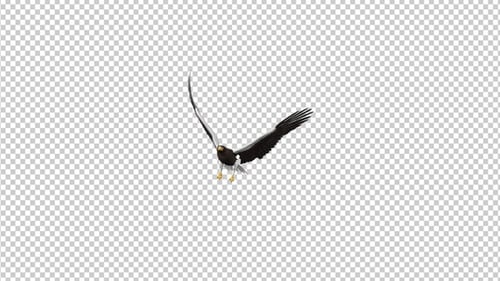 Sea Eagle — 4K fliegender Übergang — II