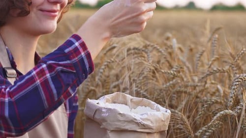 Miller Hands Pour Handful Of Flour Into Paper Bag On Wheat Field. Faceless Woman Pours Flour