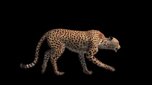 Cheetah Walk