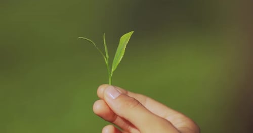Hand Holding Fresh Tea Leaves in Front of a Tea Plantation Background