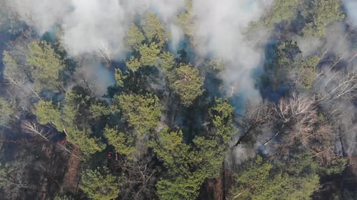 Aerial View From the Top of the Forest That Is Burning. A Large Area of Forest Is Burning. Fire in