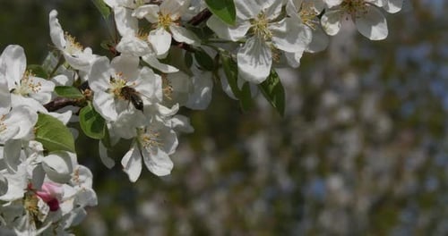 European Honey Bee, apis mellifera, Black Bee foraging an Apple Blossom, Pollination Act, Normandy