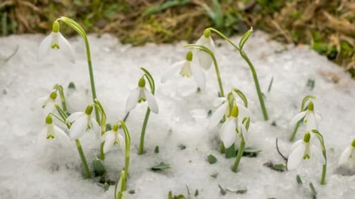 Weiße Blumen blühen und Schnee schmelzen im Frühling