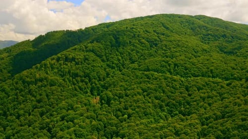 Drone Flies Forward To Green Forest