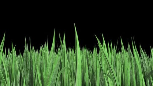 Animated Green Grass Growth Loop on Black Background