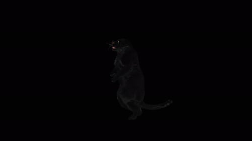 3D Animated Black Panther Walking Cycle