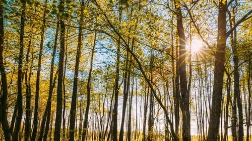 Hyperlapse Forêt Arbres Bois Beau paysage d'automne Timelapse Timelapse