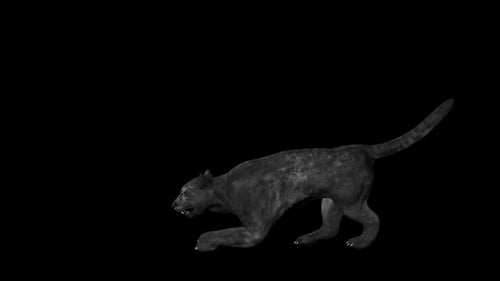 3D Animated Black Panther Stalking Loop with Alpha Channel