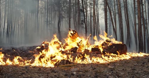 Forest Arson Concept. Burning Heap of Litter in Wood, Causing Wildfire and Deforestation