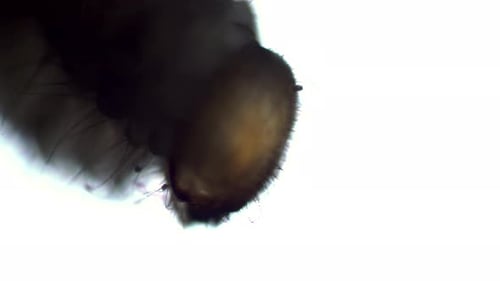 Large Larva of a Domestic Parasite The Stegobium Paniceum in Focus