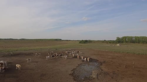 Kuhherde und Ackerlandlandschaft