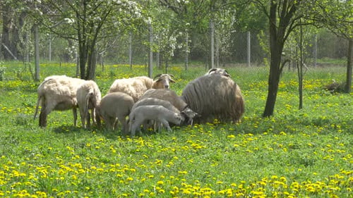 A flock of goats and sheep