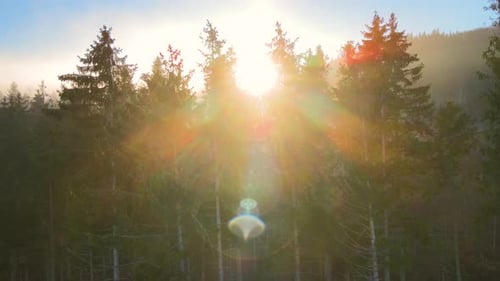 Vue aérienne d'un paysage incroyable avec des faisceaux lumineux qui brillent à travers la forêt sombre brumeuse avec des pins à