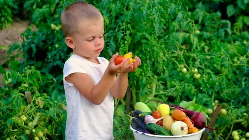 A Child in the Garden with a Harvest of Vegetables
