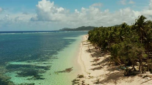 Tropical Beach with Palm Trees, Aerial View