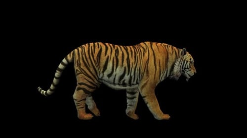 Tiger Walk 1