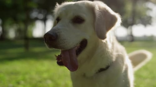 Happy Retriever Dog Panting in Sunny Park