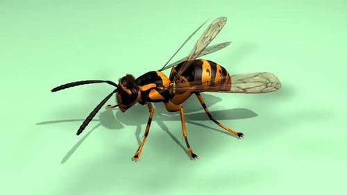 Realistic 3D Wasp Animation with Flapping Wings and Crawling Movement