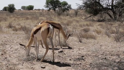 Porträt einer Springbok-Antilope beim Weiden im Kgalagadi Nationalpark, Namibia