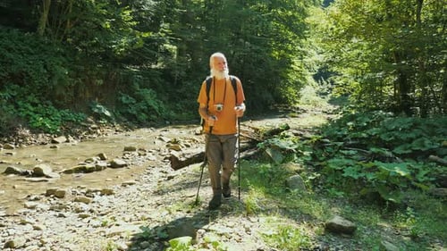 Senior Man Hiking With Trekking Poles In Forest