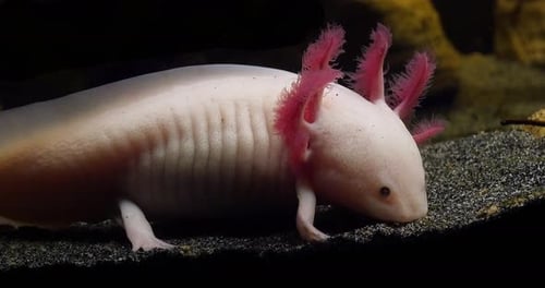 Albino Axolotl Resting Underwater Close Up