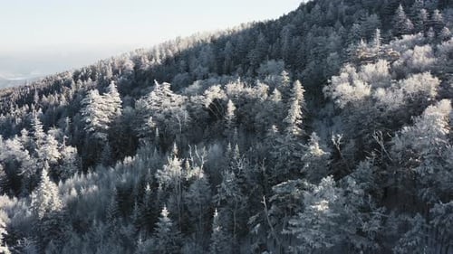 Winter Forest Nature Snow and Frost Covered Conifers Alpine Landscape