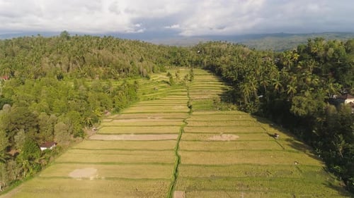 Reisfelder mit landwirtschaftlichen Flächen in Indonesien