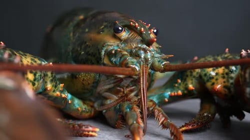 Lobster 60