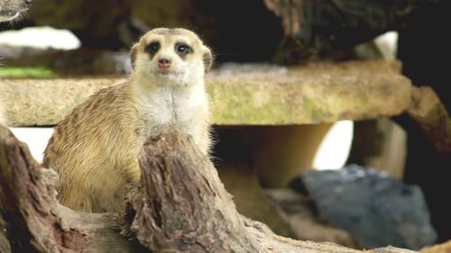Alert Meerkats Resting among Logs and Rocks