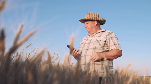Senior Farmer Agronomist with Digital Tablet Computer in Wheat Field Using Apps and Internet