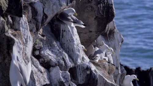 Seagull Colony on Rocky Cliffside by the Ocean
