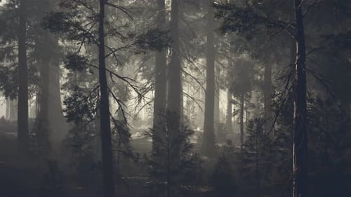 Black Tree Trunk in a Dark Pine Tree Forest