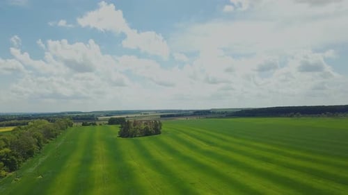 Schöne grüne Weizenfeld-Landschaft