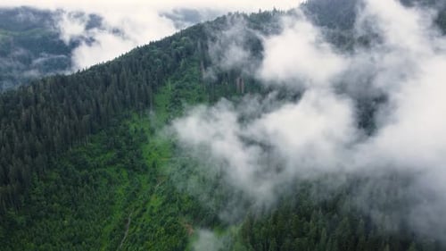 Coniferous Wet Dense Forest From Aerial Landscape Bird's Eye View