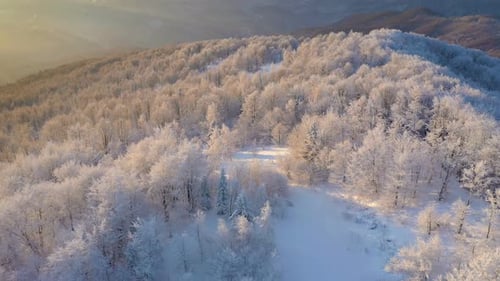 Winter Sunrise Above The Mountain Forest