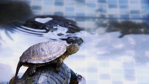 Tierische Reptilien-Wasserschildkröte in einem Wasserbecken