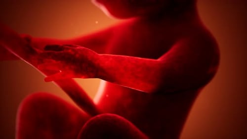 Animation médicale 3D d'un foetus humain