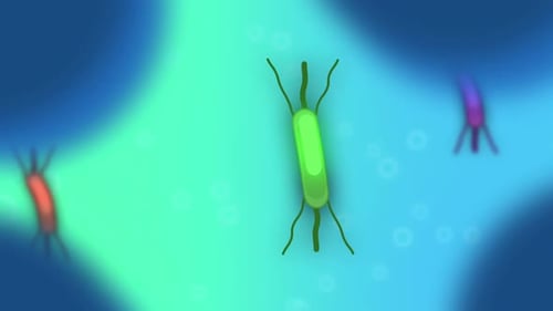 Organismo humano infectado por bacterias