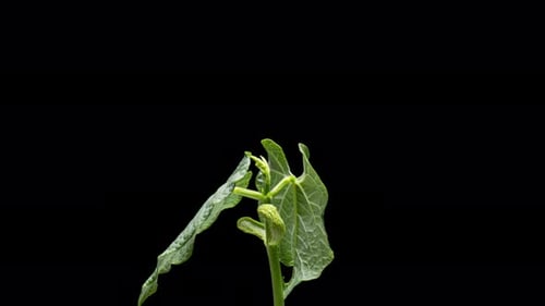 Time Lapse Bean Sprout