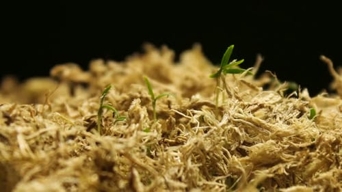 Tiny Seedlings Emerging from Mossy Ground
